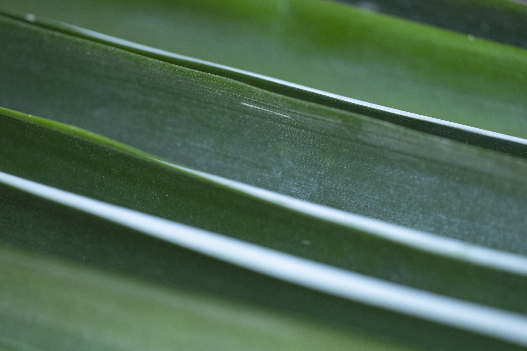 Pineapple leaf fibre being processed