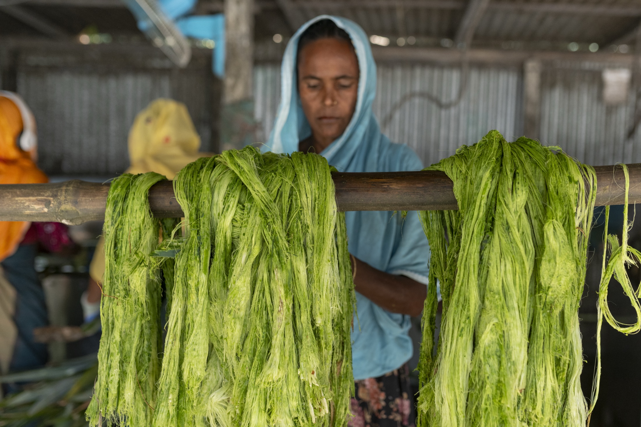 Waste pineapple leaves after harvest, ready for fibre extraction