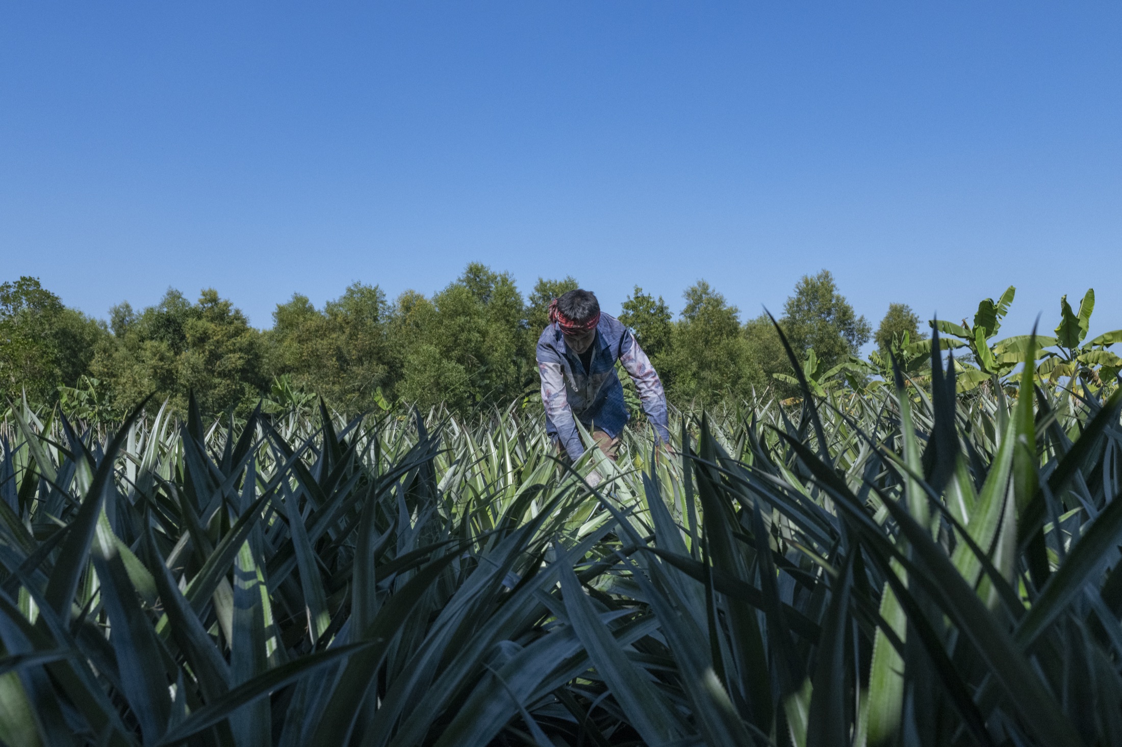 Waste pineapple leaves after harvest, ready for fibre extraction